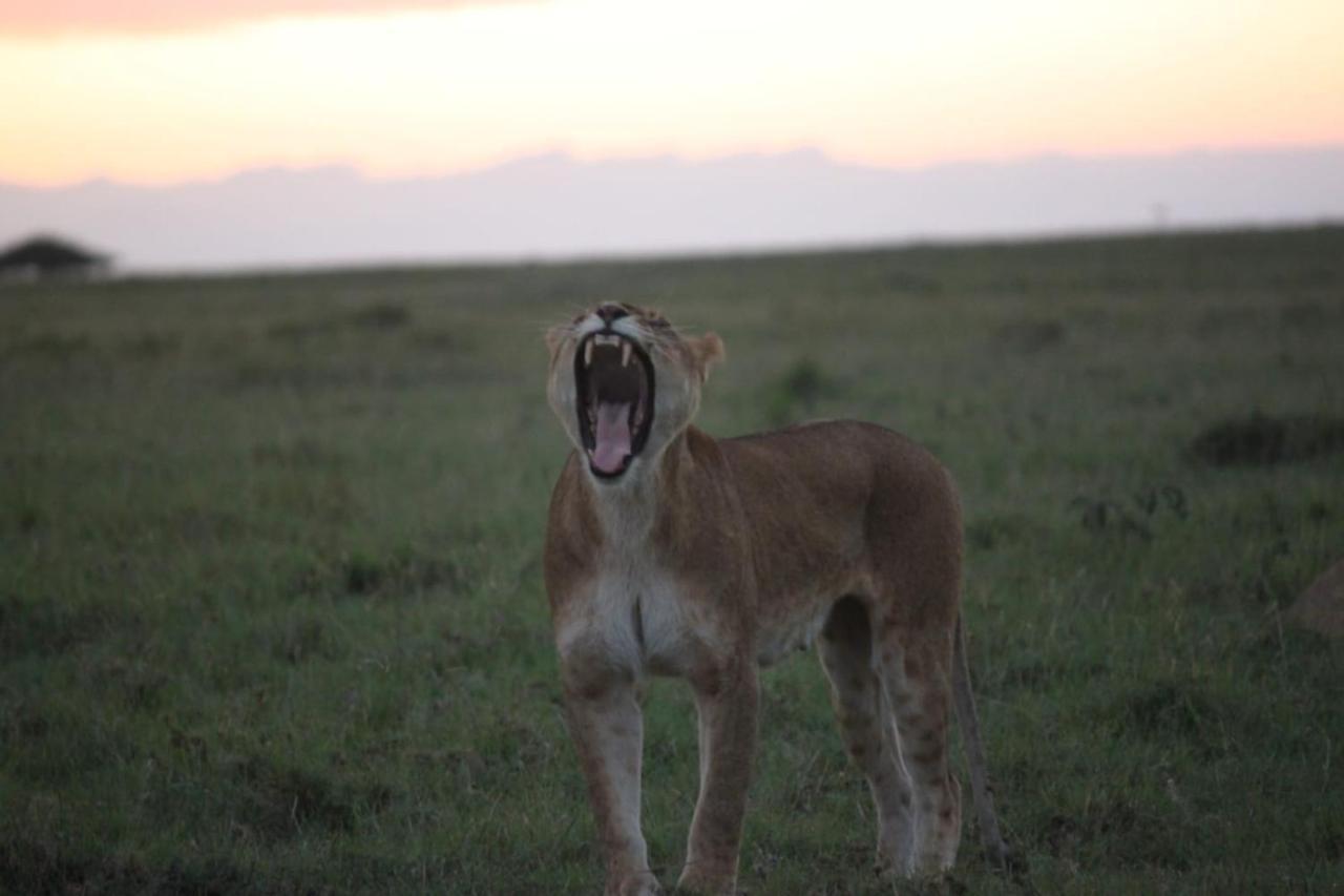 Narasha Homestay - Maasai Mara Talek Exteriör bild