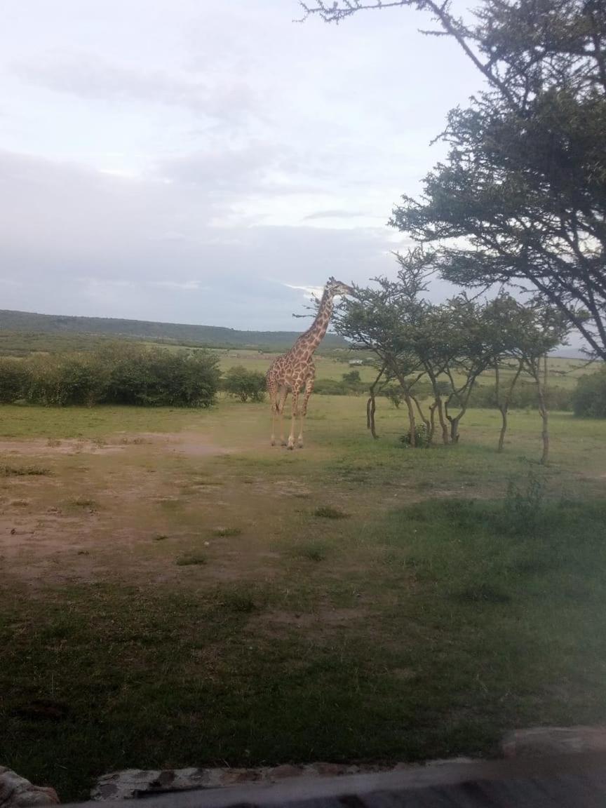 Narasha Homestay - Maasai Mara Talek Exteriör bild