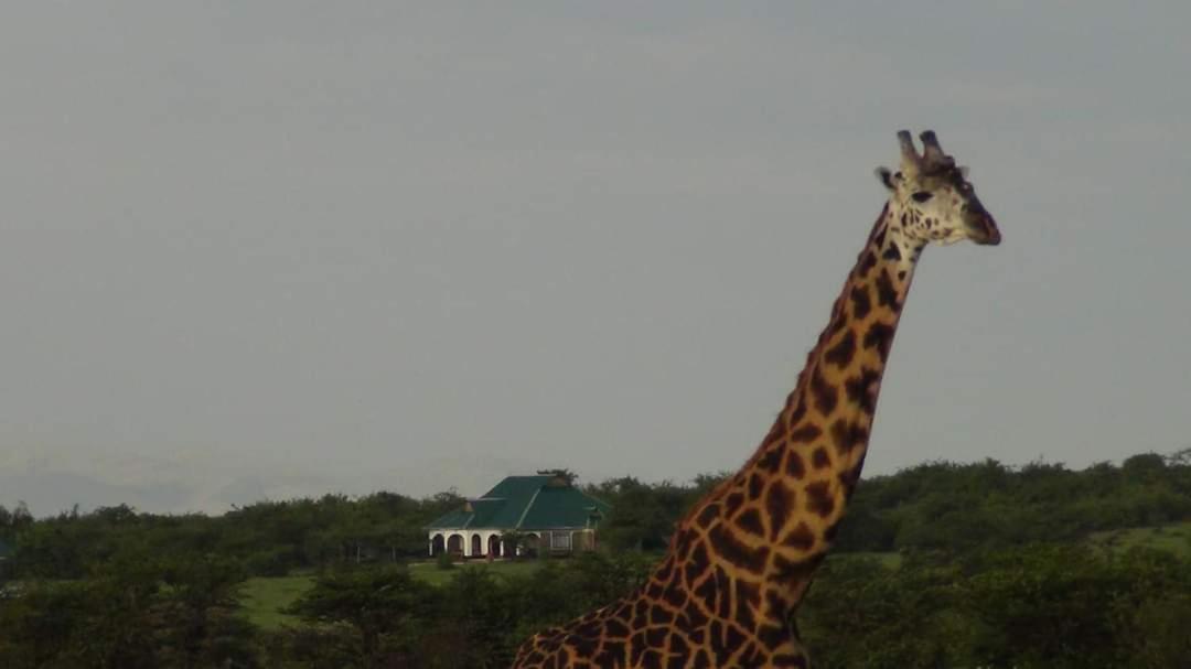 Narasha Homestay - Maasai Mara Talek Exteriör bild