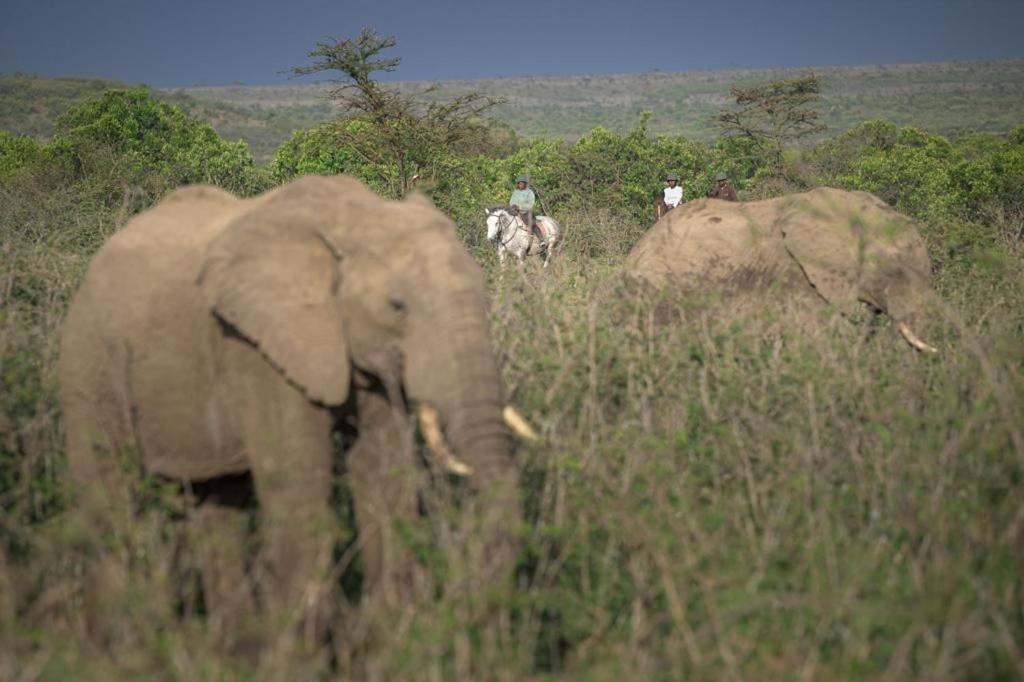 Narasha Homestay - Maasai Mara Talek Exteriör bild