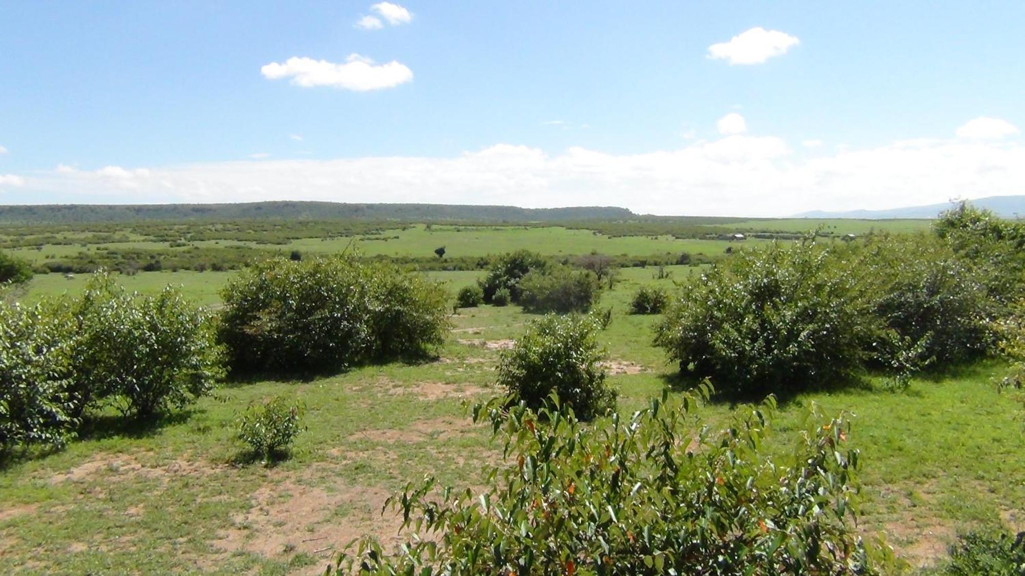 Narasha Homestay - Maasai Mara Talek Rum bild