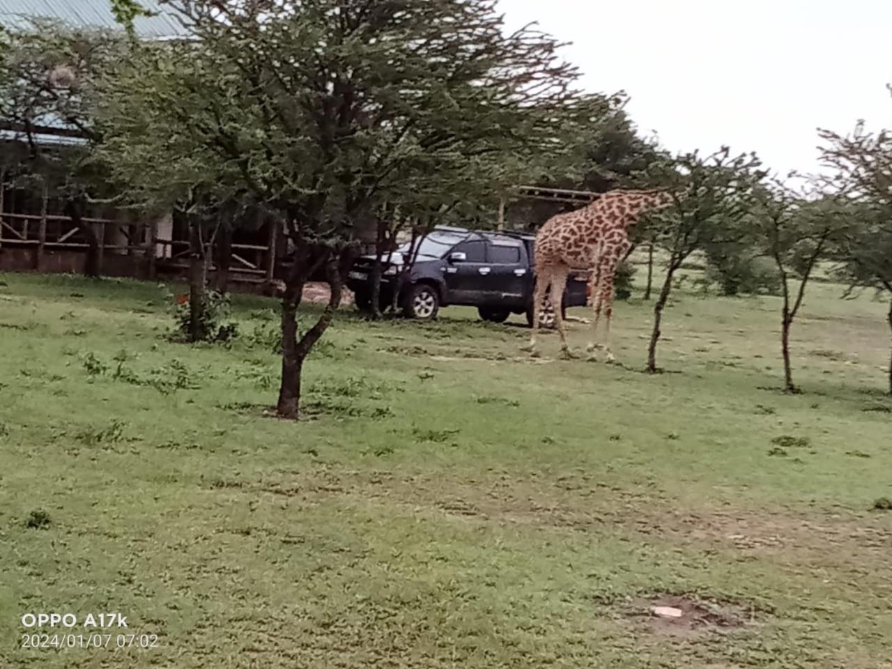 Narasha Homestay - Maasai Mara Talek Rum bild