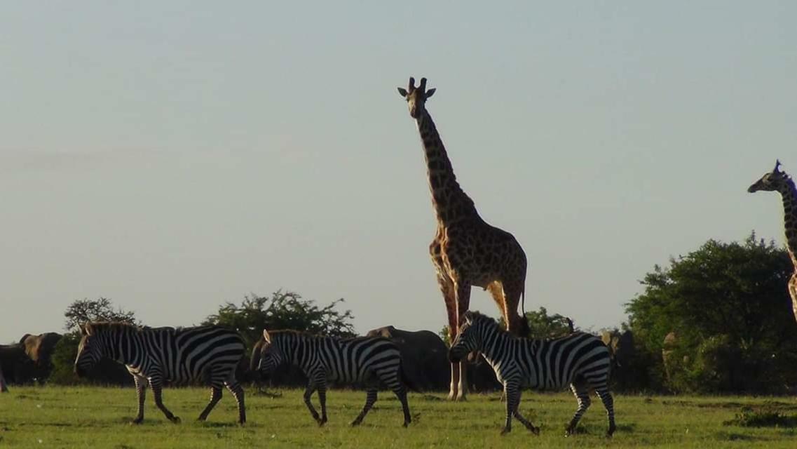 Narasha Homestay - Maasai Mara Talek Exteriör bild